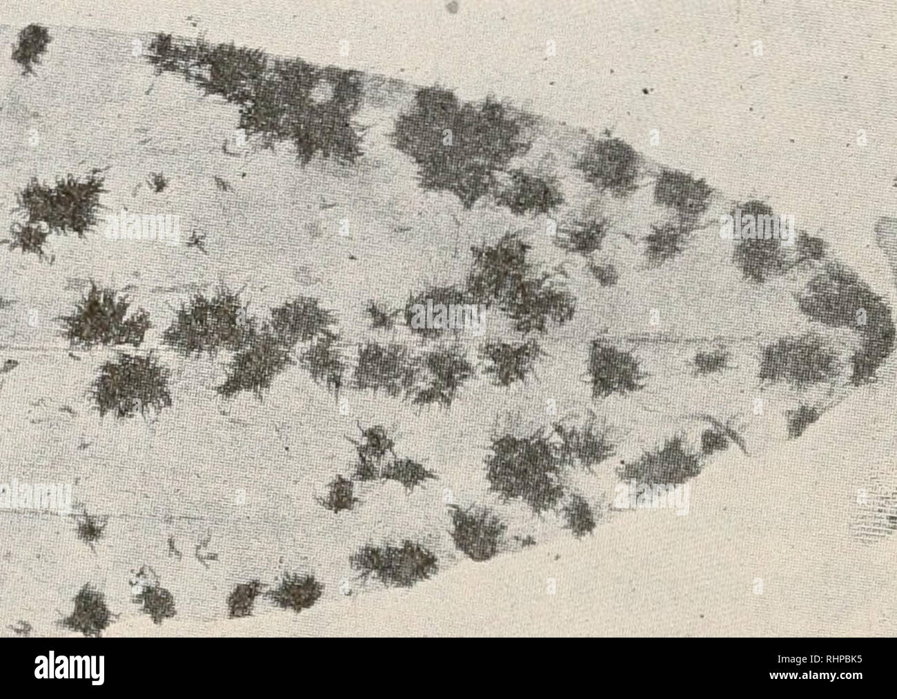 . The Biological bulletin. Biology; Zoology; Biology; Marine Biology. FIG. i. Leaf of Potamogeton showing scattered colonies of Folliculina. X3 diam. Photograph of preserved specimen. but there were very few large aggregates covering half the surface of a single leaf. Most leaves had none, some leaves had many scattered individuals. On the stems there were noticeable numbers of the small form of sac. The occurrence on leaves seemed entirely arbitrary as if from settlements of swimmers: the Folliculina was not now crowded toward the tips of the sprays but scattered along many inches of the spra Stock Photo