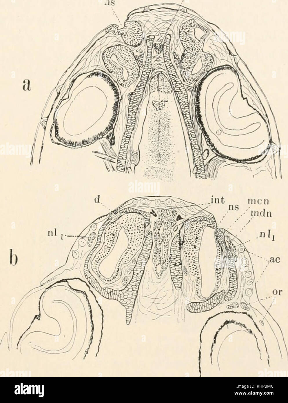 . The Biological bulletin. Biology; Zoology; Biology; Marine Biology