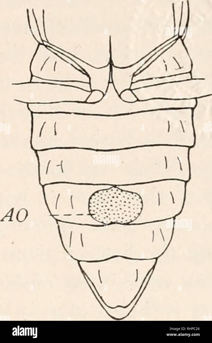 . The Biological bulletin. Biology; Zoology; Biology; Marine Biology. FIG. i. FIG. 2. FIG. i. Photinus scintillans male, ventral view of abdomen. The shaded portion on the sixth and seventh abdominal segments represents the adult light- organ (AO). FIG. 2. Photinus scintillans female, ventral view of abdomen. The shaded area on the sixth abdominal segment represents the adult light-organ (AO). segments, while in the female the organs occupy only a small area at the center of the sixth sternite (Fig. i and Fig. 2). The beetle measures from 5.5 to 8 mm. These insects were found by LeConte in Mas Stock Photo