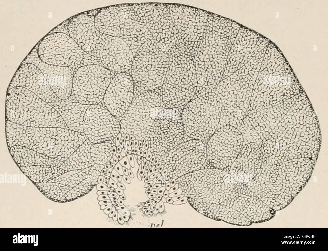 . The Biological bulletin. Biology; Zoology; Biology; Marine Biology