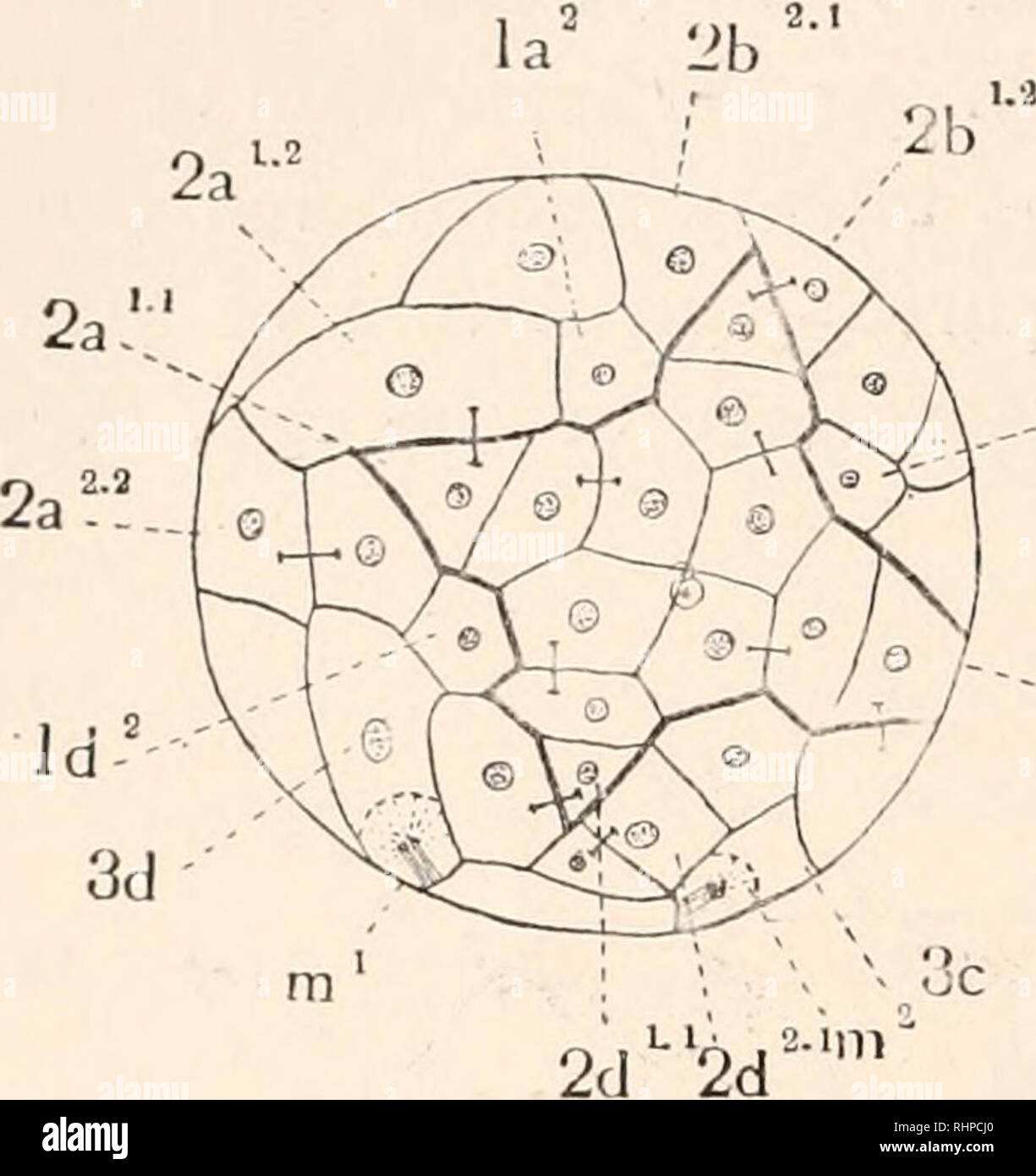 The Biological Bulletin Biology Zoology Biology Marine Biology N8 Holmes Vol I Ib 2c The Next Cleavage Occurs In The Macromere D And Results In The Formation Of A Yolk Laden Cell