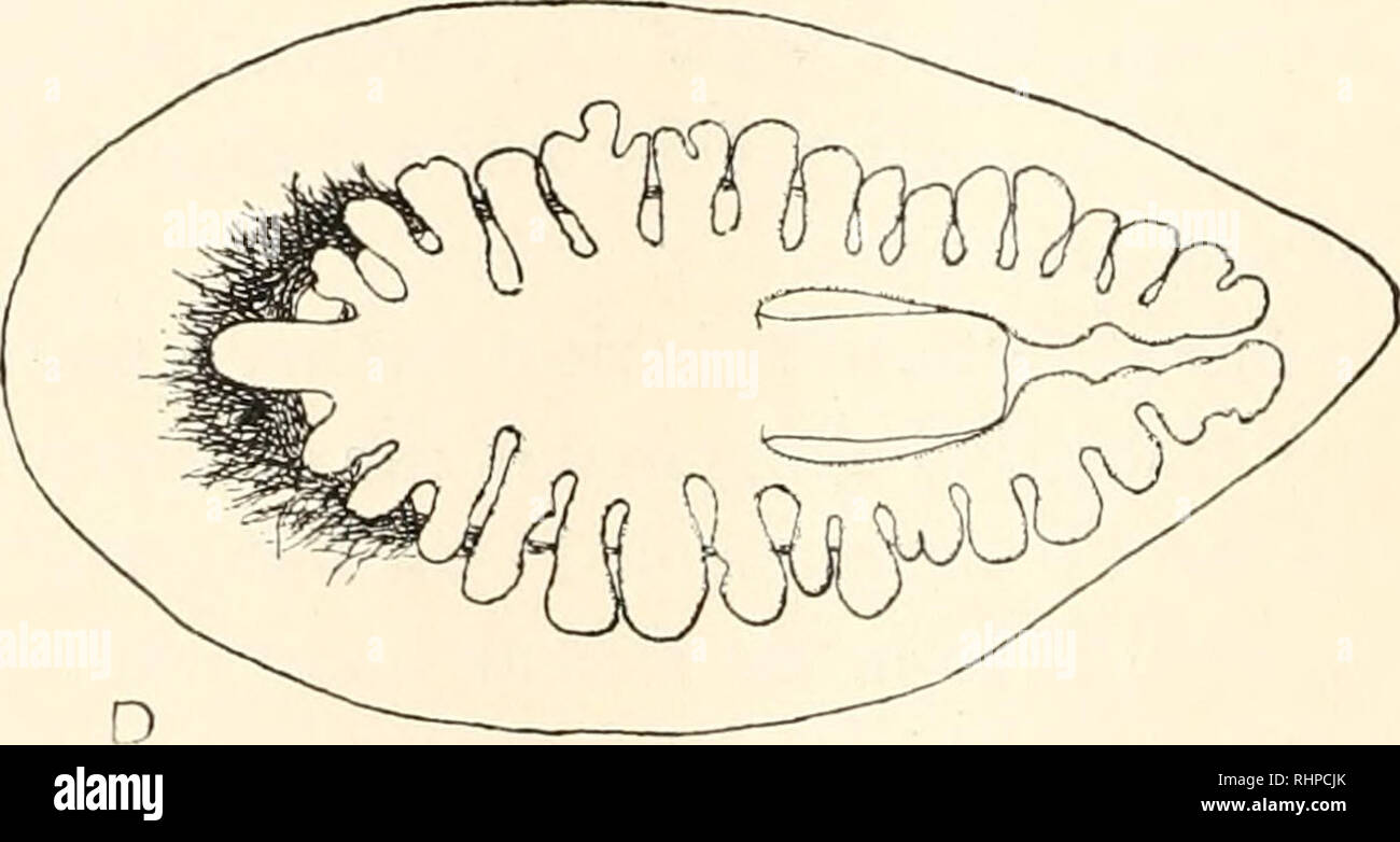. The Biological bulletin. Biology; Zoology; Biology; Marine Biology. B ...