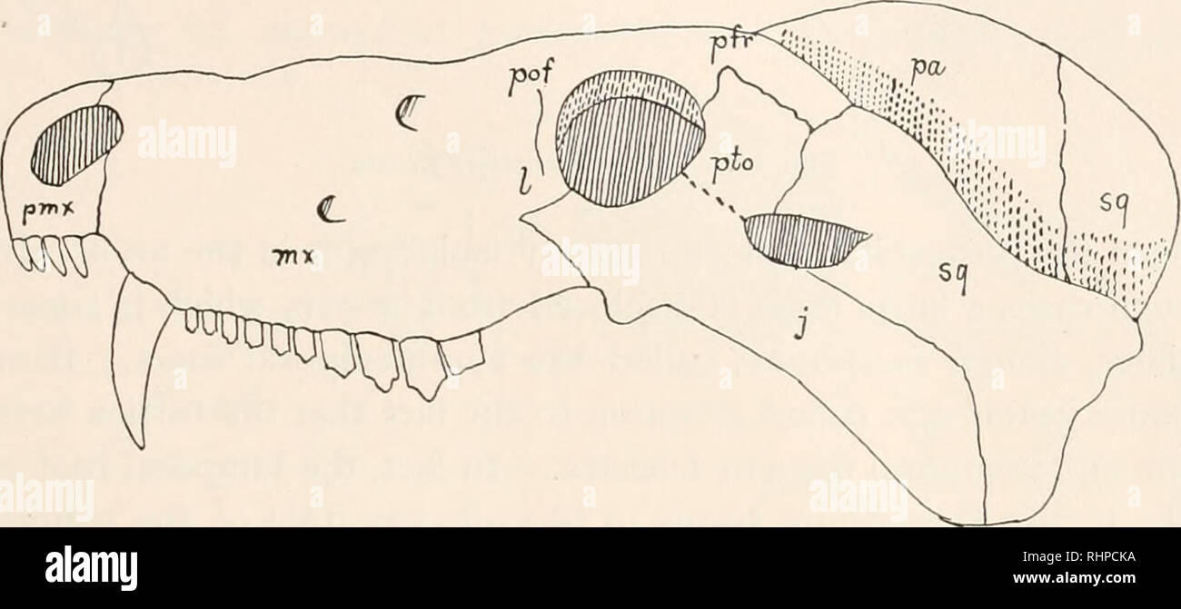 . The Biological bulletin. Biology; Zoology; Biology; Marine Biology. THE TEMPORAL ARCHES OF THE REPTILIA. 1/9 quadratojugal. The quadratojugal has only a slight union with the jugal. The postfrontal joins by its whole length with the parietal. Now, no one will question but that this arrangement of these bones is the primitive one for the reptilia, and any rear- rangement or readjustment must be a secondary result or spe- cialization. Among the higher forms, the nearest approach to this condi- tion is seen in the testudinate skull (Fig. 3), in which the bony roof still remains unpierced ; that Stock Photo