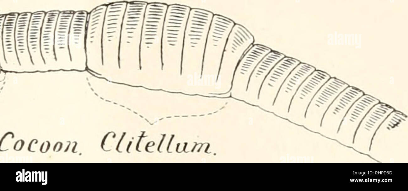 The Biological bulletin. Biology; Zoology; Biology; Marine Biology. Cocoon.  Cftteltam. S/ime fu6e. FIG. 2. ; , 3. Forty-two anterior segments of a worm  caught with a nearly mature cocoon around its