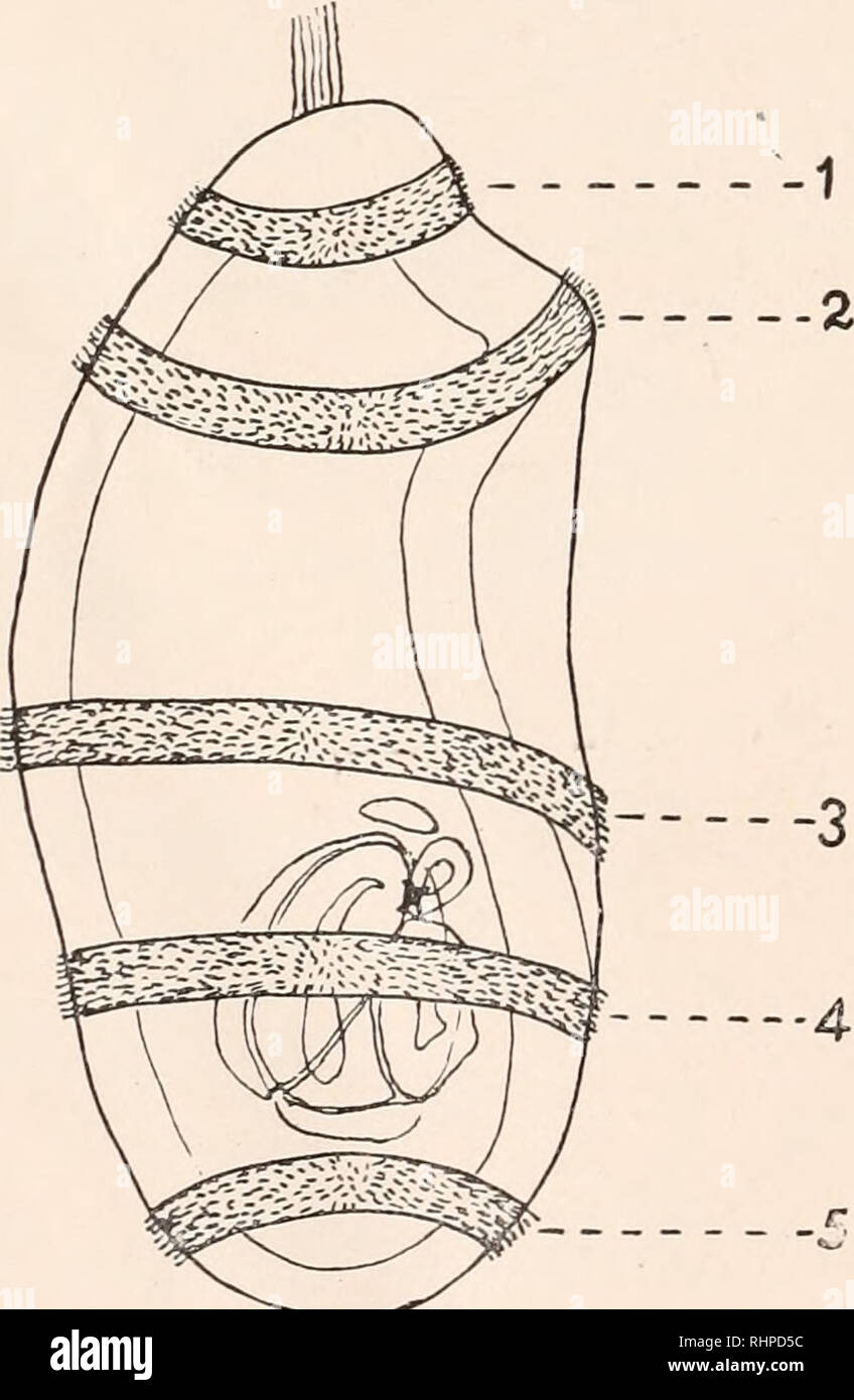 . The Biological bulletin. Biology; Zoology; Biology; Marine Biology. 1/2 CASWELL GRAVE. thus differing widely from the small transparent eggs of Synapta digitata. The efficient locomotor and feeding apparatuses with which the larva' of the latter species is provided, enabling it to care for itself, are not needed by the larva of Cucumaria doliolum for whose care provision has already been made. The larva of Cucumaria can, as it were, give its whole attention to the pro- duction of a creature with the structure of the adult while the larva of Synapta must make this secondary to food getting. C Stock Photo