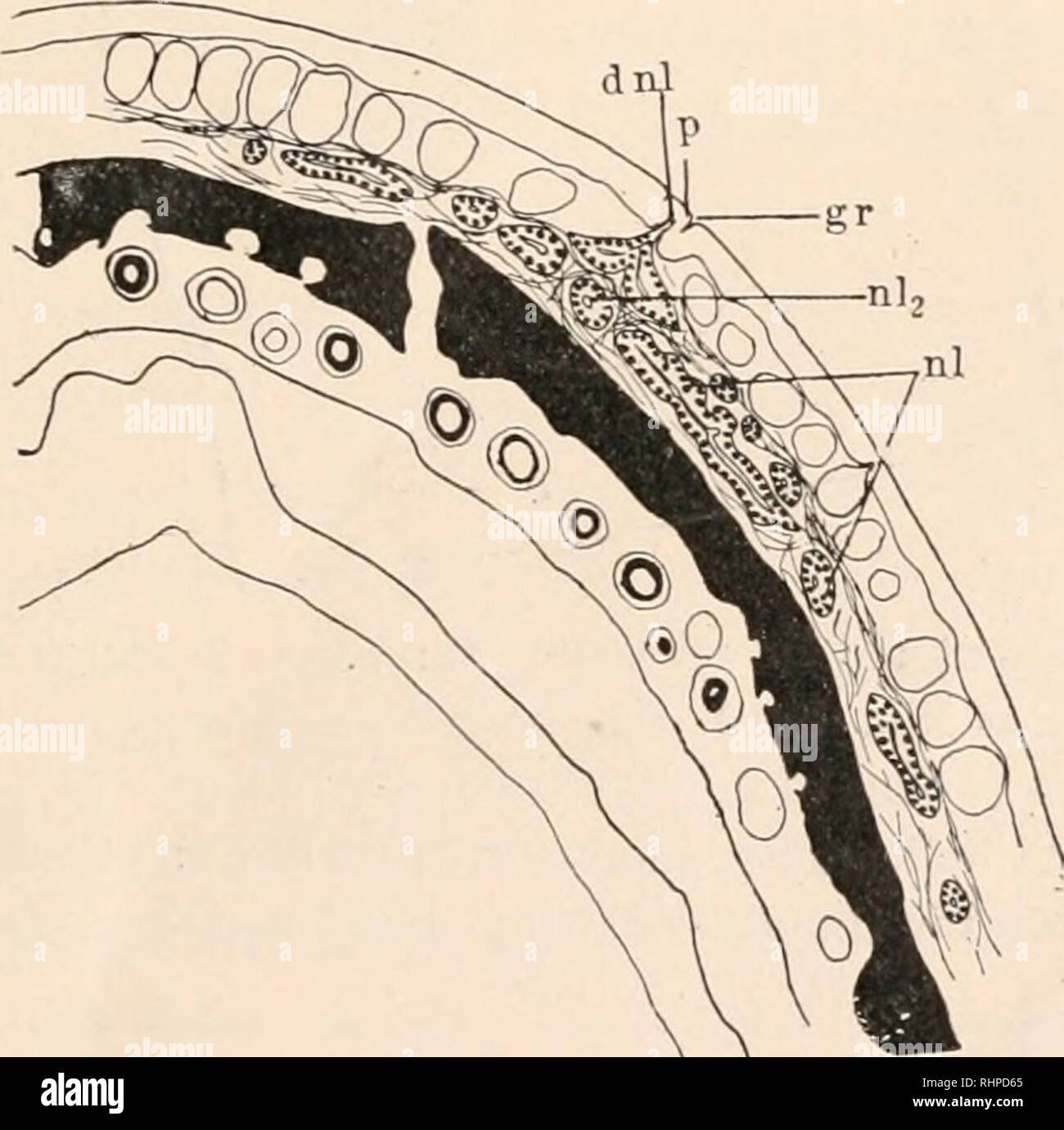 . The Biological bulletin. Biology; Zoology; Biology; Marine Biology