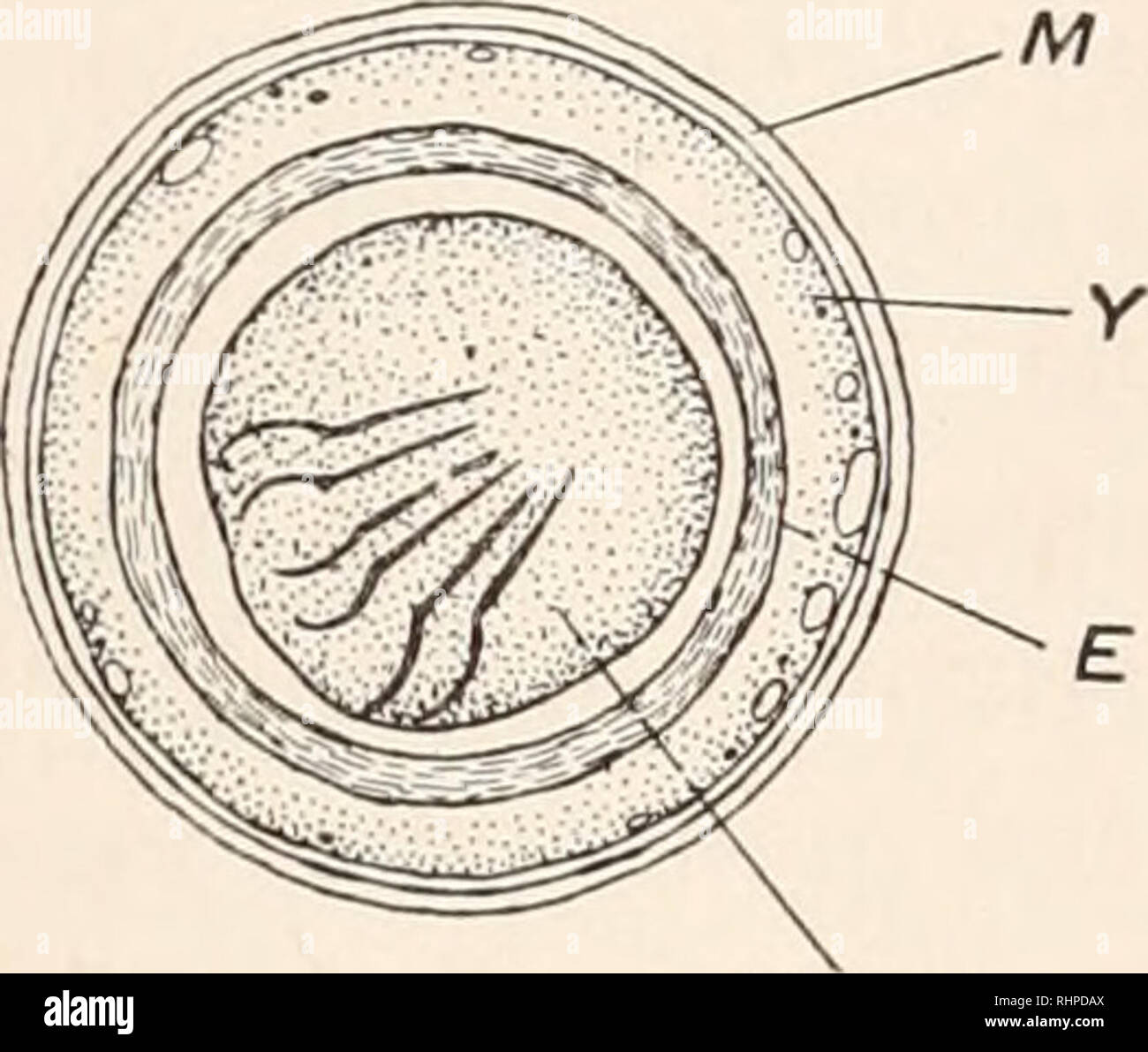 Proglottids hires stock photography and images Alamy