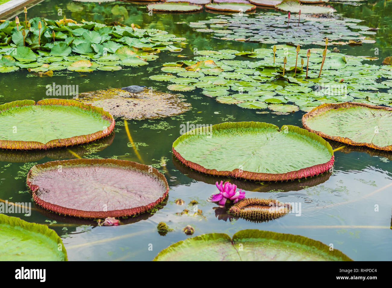 Flower of the Victoria Amazonica, or Victoria Regia, the largest