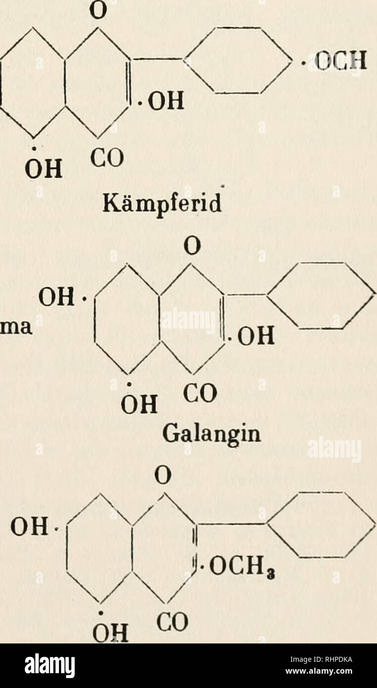 . Biochemie der Pflanzen. Plant physiology; Botanical chemistry. â OH OH KÃ¤mpferoi Das Galangin CisHioOs entspricht dem Schema Galanginmethylester ist wahrscheinlich:. 1) Brandes, Lieb. Ann., i8, 81 (1839). â 2) E. Jahns, Ber. ehem. Ges., 14, 2807 u. 2385 (1881). â 3) G. Testoni, Gazz. chim. ital., 30, II, 327 (1900). â 4) F. Herstein u. Kostanecki, Ber. ehem. Ges., 32, 318 (1899). Ciamician u. Silber, Ebenda, 861 u. 995. Synthese: Kostanecki, Lampe u. Tambor, Ebenda, 37, 2096 (1904).. Please note that these images are extracted from scanned page images that may have been digitally enhanced f Stock Photo