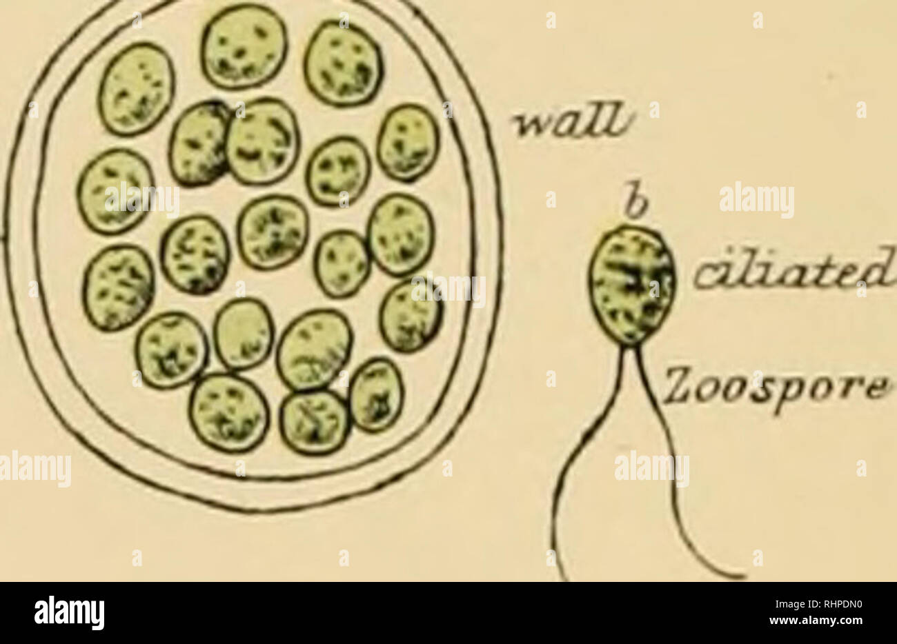 Protococcus Under Microscope