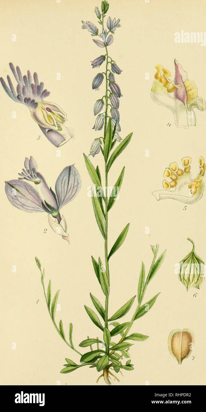 . Billeder af Nordens flora. Plants. oo'y 22.. MÆLKEURT, polygala vui.garis.. Please note that these images are extracted from scanned page images that may have been digitally enhanced for readability - coloration and appearance of these illustrations may not perfectly resemble the original work.. Lindman, C. A. M. (Carl Axel Magnus), 1856-1928. København, G. E. C. Gad Stock Photo