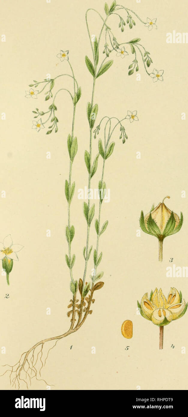 . Billeder af Nordens flora. Plants. 220.. VILD HØR, LINUM CATHARTICUM.. Please note that these images are extracted from scanned page images that may have been digitally enhanced for readability - coloration and appearance of these illustrations may not perfectly resemble the original work.. Lindman, C. A. M. (Carl Axel Magnus), 1856-1928. København, G. E. C. Gad Stock Photo