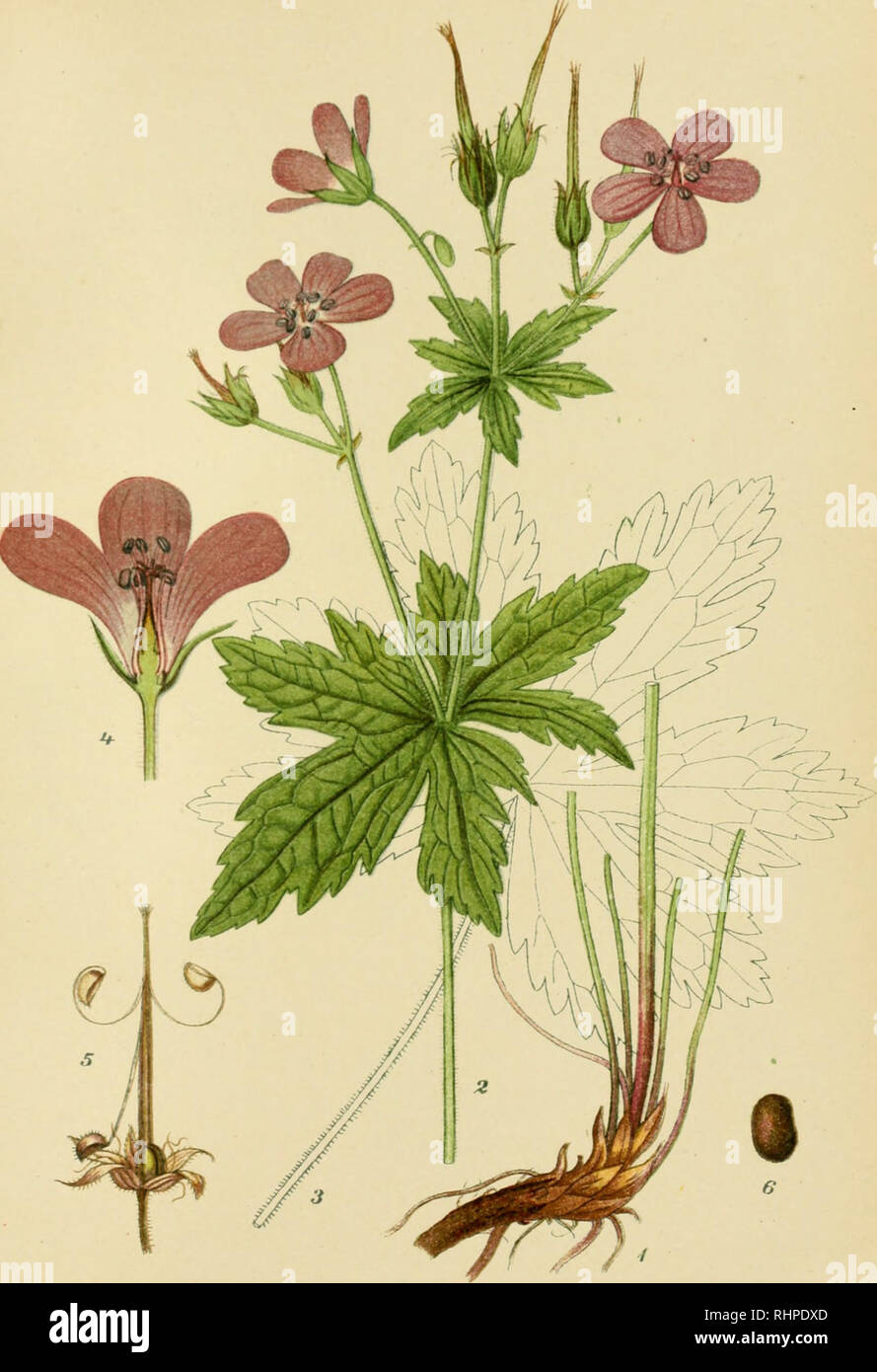 . Billeder af Nordens flora. Plants. 215. SKOV-STORKENÆB, geranium silvaticum.. Please note that these images are extracted from scanned page images that may have been digitally enhanced for readability - coloration and appearance of these illustrations may not perfectly resemble the original work.. Lindman, C. A. M. (Carl Axel Magnus), 1856-1928. København, G. E. C. Gad Stock Photo