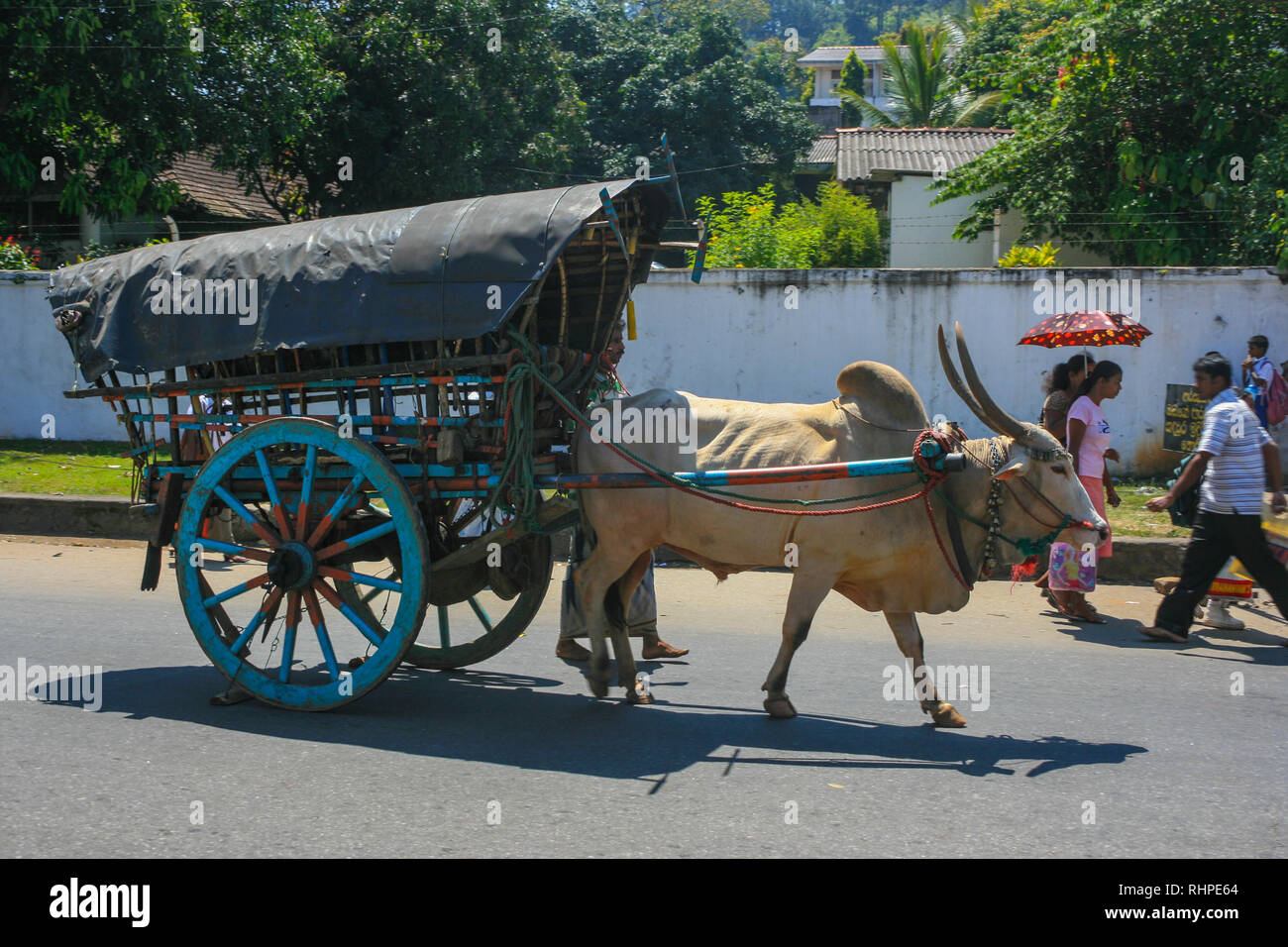 A cow pulling a cart in the street, Sri Lanka Stock Photo - Alamy