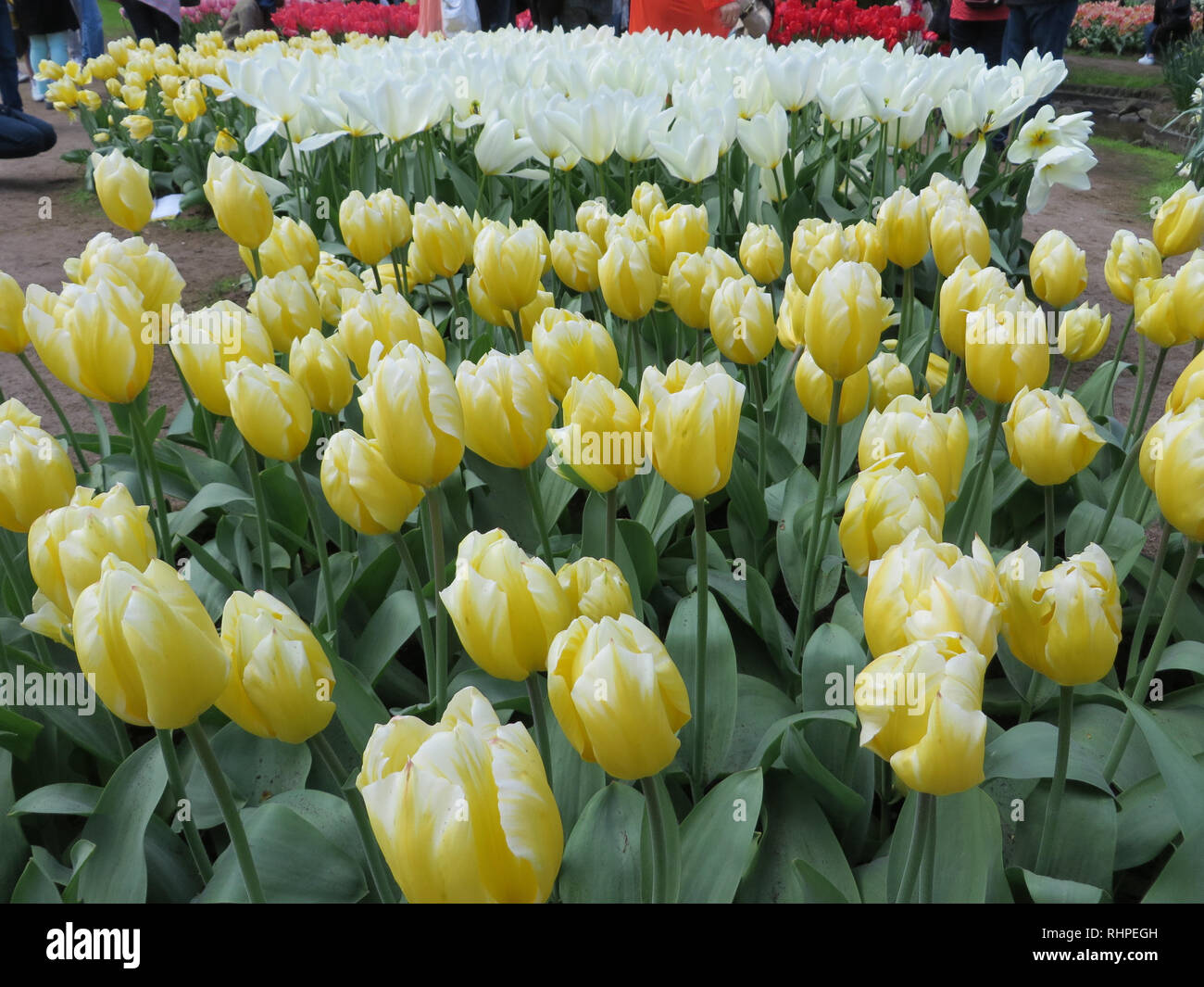 Download Yellow And White Tulips Stock Photo Alamy PSD Mockup Templates