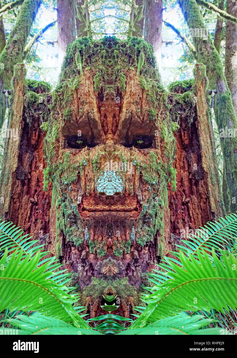 A moss covered tree stump in the Olympic Peninsula of Washington state. The eye (eyes) was carved out many years ago by loggers. The carved out space  Stock Photo