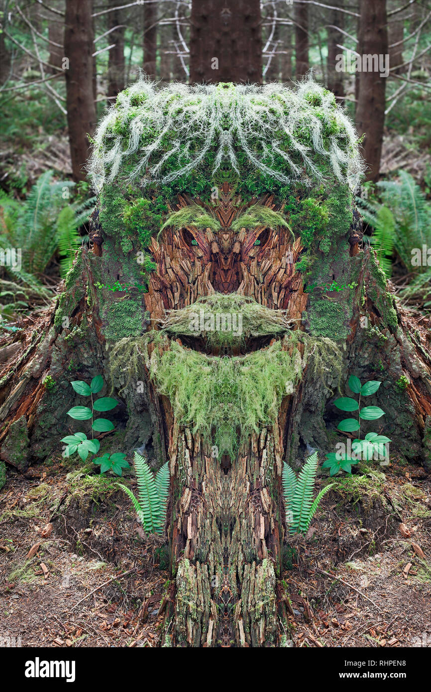 A moss covered tree stump in the Olympic Peninsula of Washington state.  Photo composite created by combining two symmetrical images, flopping one hal Stock Photo