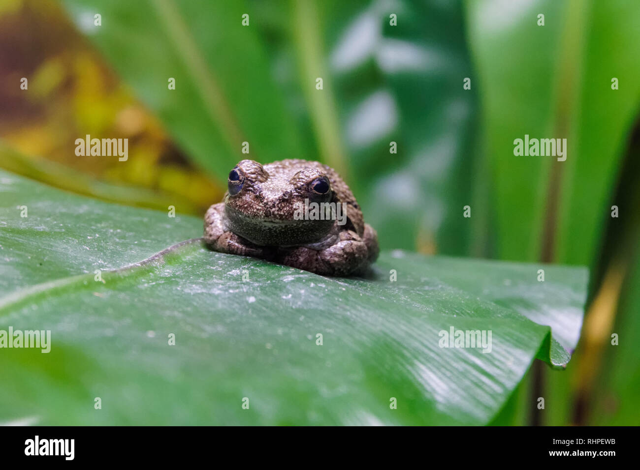 Gray tree frog sitting on a green leaf, Hyla versicolor Stock Photo