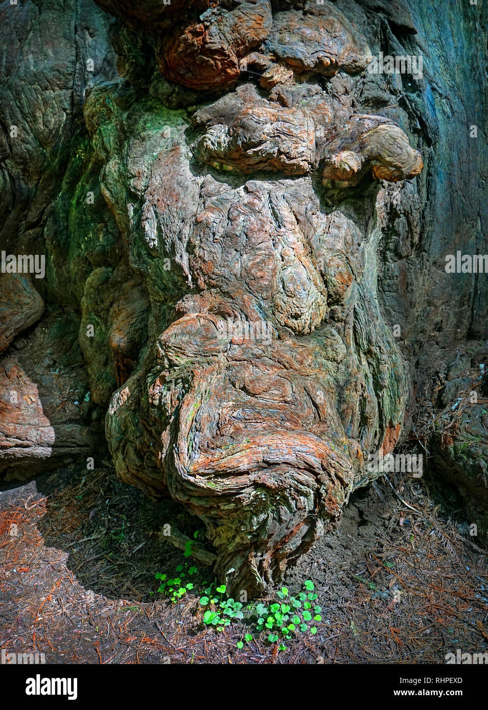 Redwood Tree Burl. Photographed on the Avenue of the Giants in Northern California. This Redwood tree was about a thousand years old and  250 ft tall. Stock Photo