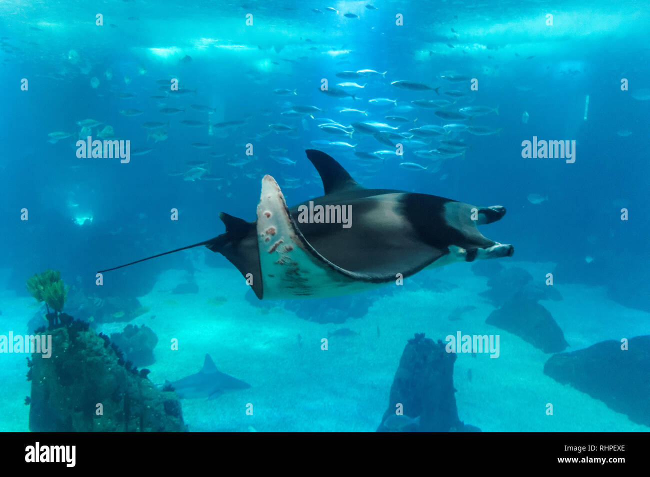 Devil ray swim in the Lisbon Oceanarium, Lisbon Portugal Stock Photo