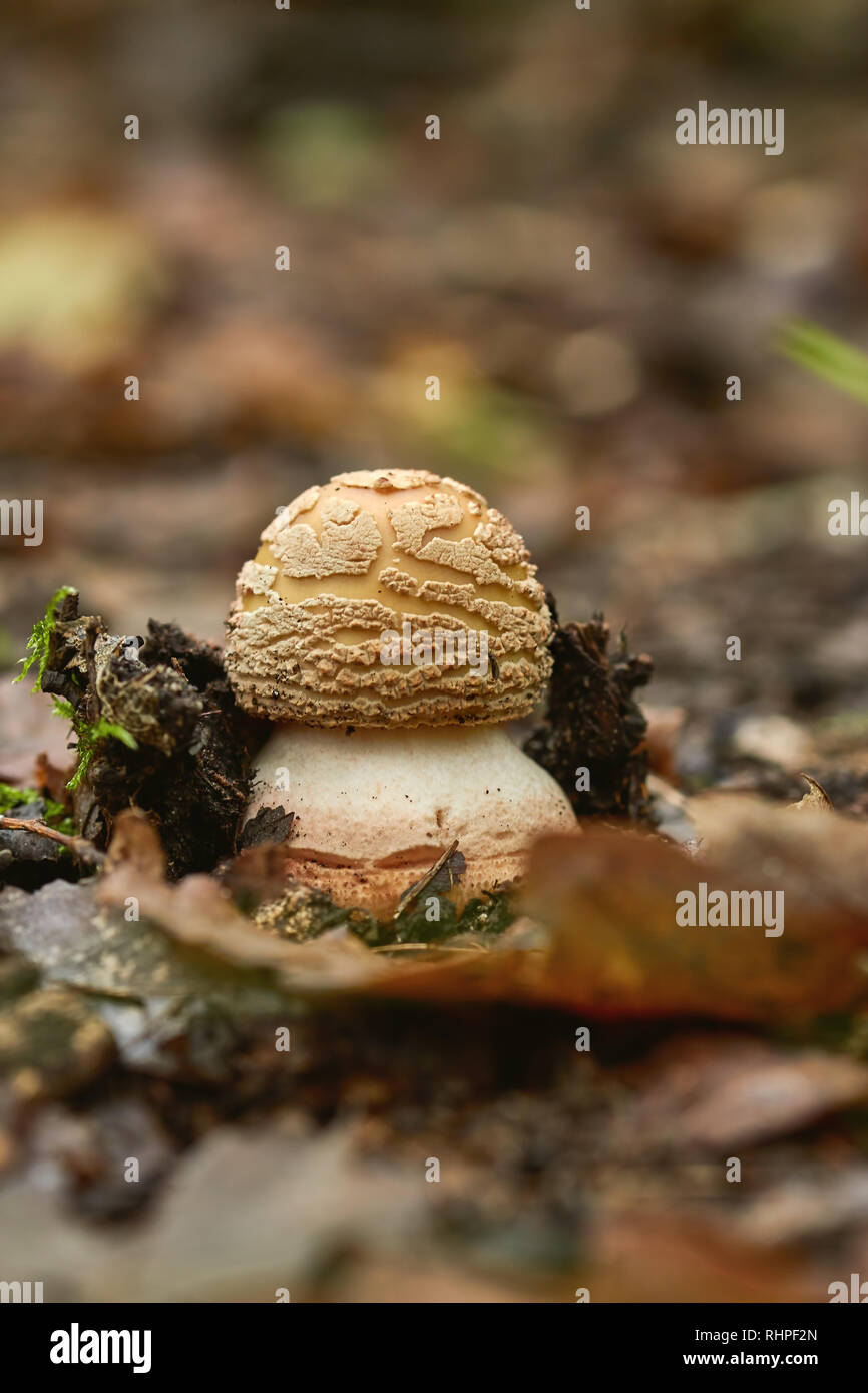 Close up of blusher mushroom on the forest Stock Photo