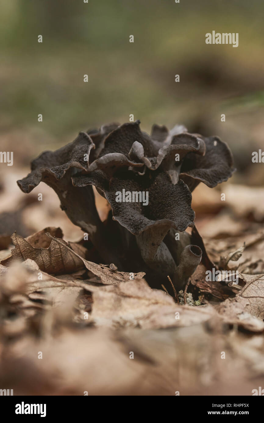 Close up of edible horn of plenty mushroom ( Craterellus cornucopioides) on the forest Stock Photo