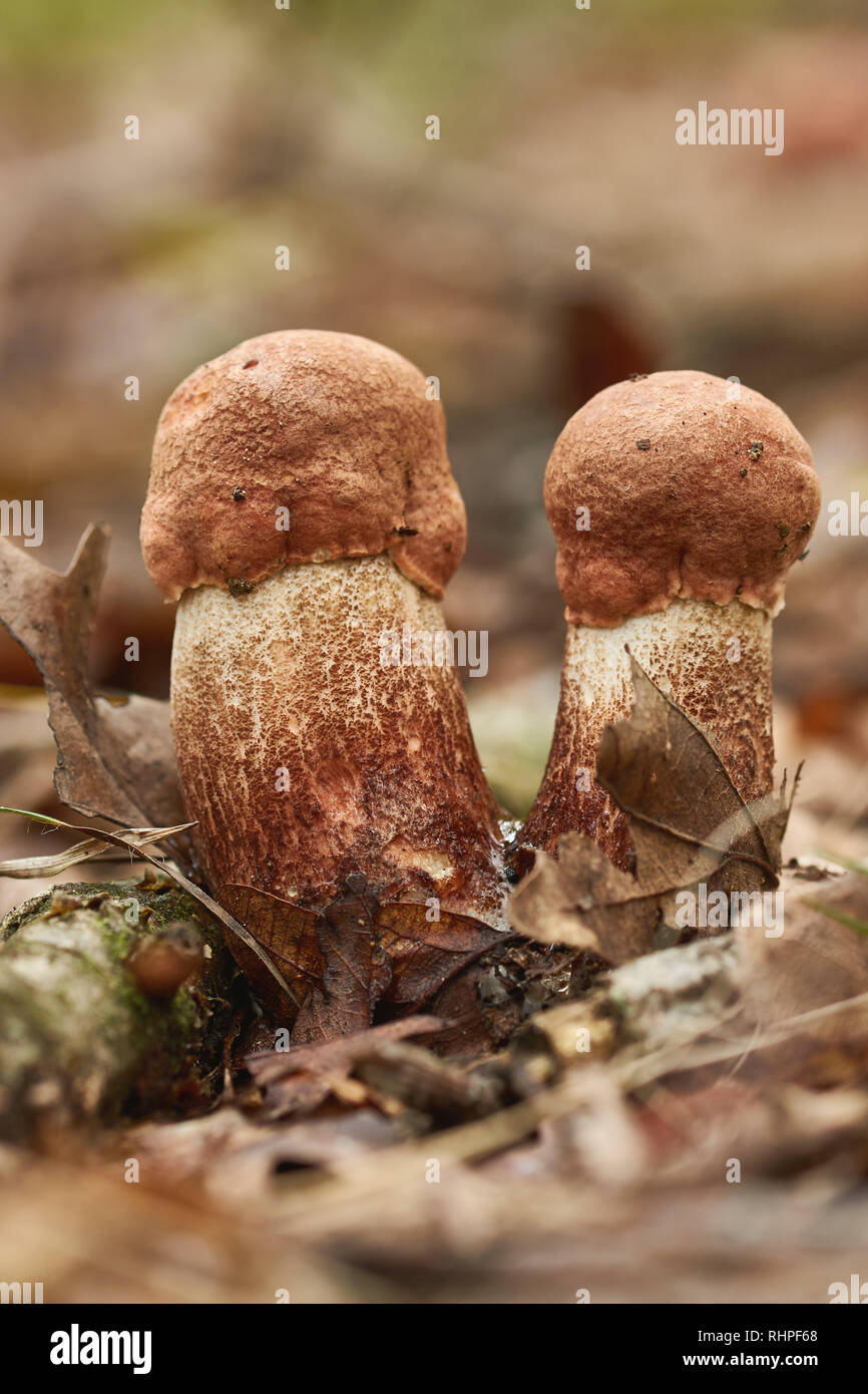 Close up of edible red-capped scaber stalk (Leccinum aurantiacum) mushroom on the forest Stock Photo