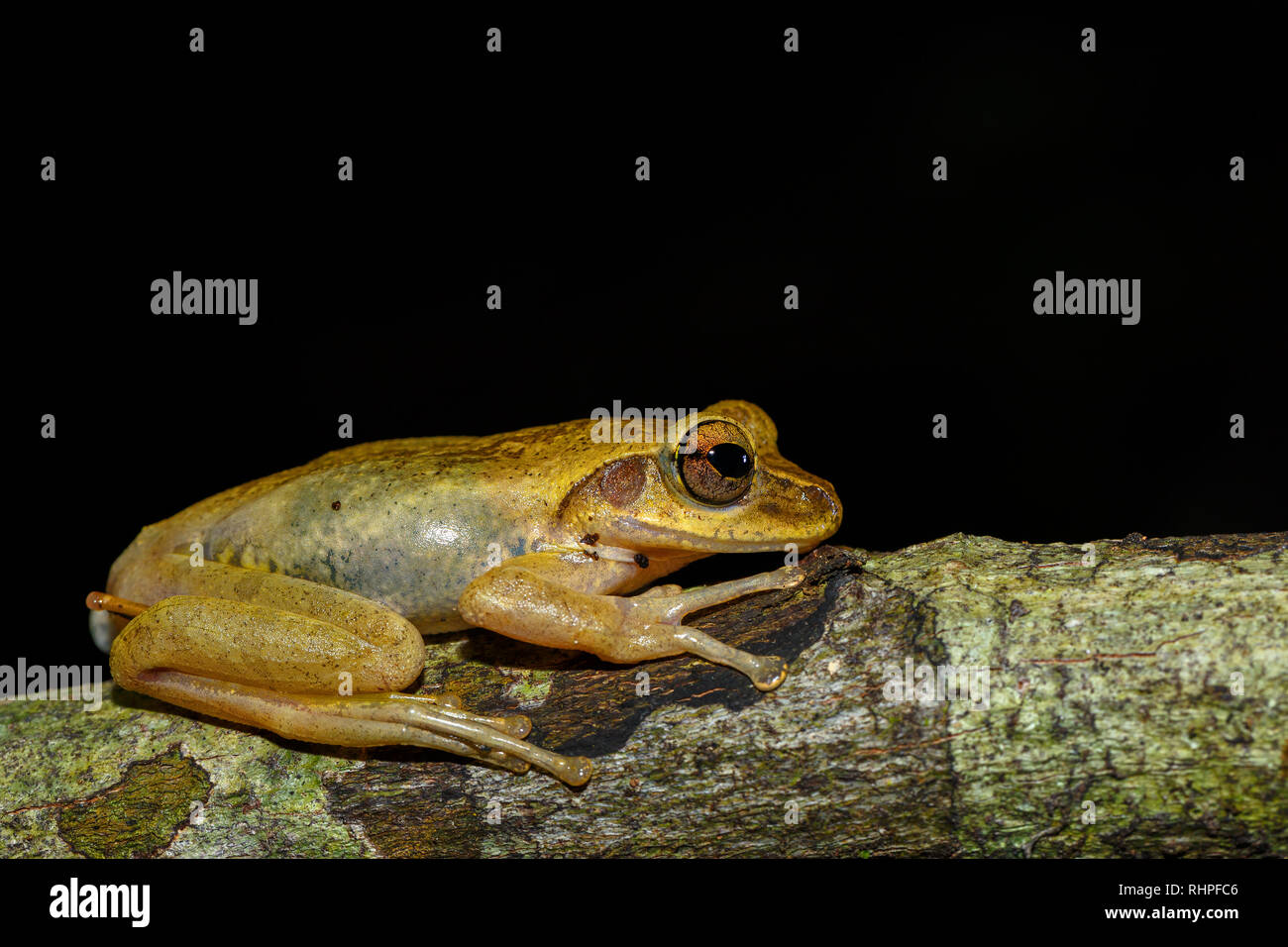 small tree frog Boophis rhodoscelis is a species of frog in the ...