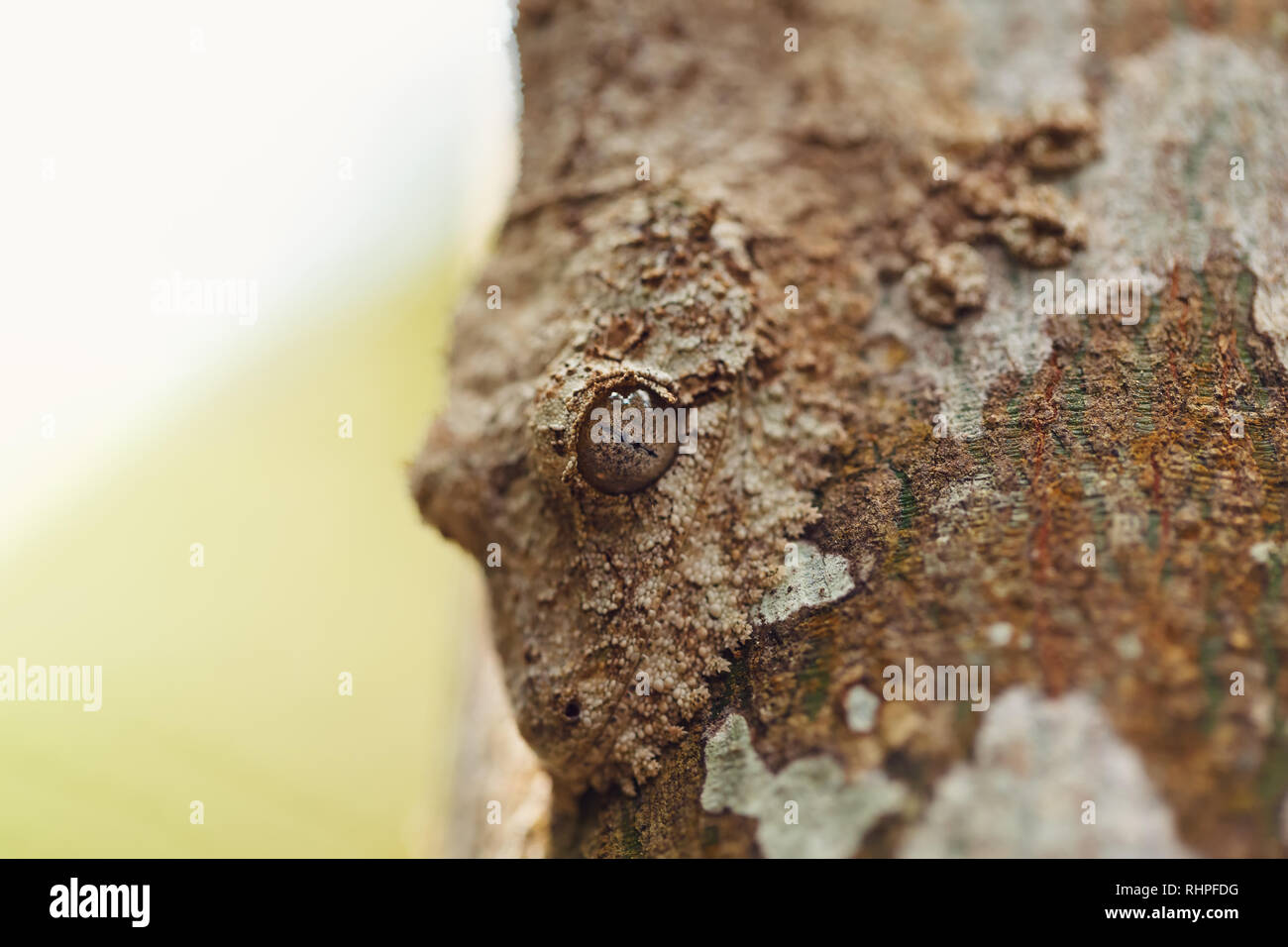 masked mossy leaftailed gecko on tree bark, Uroplatus sikorae, gecko