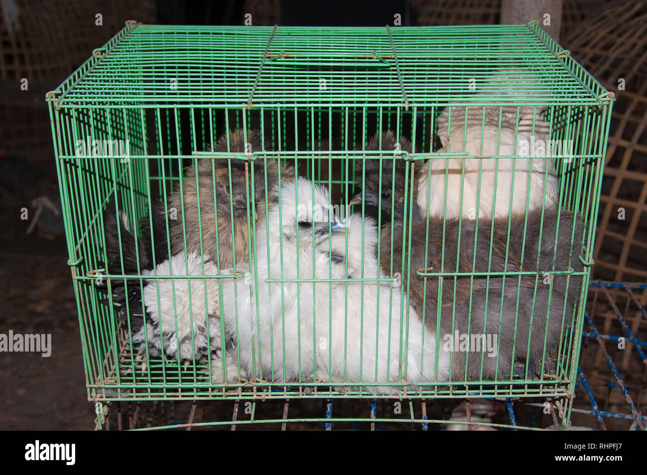 Silk-hens in a cage in Thailand Stock Photo