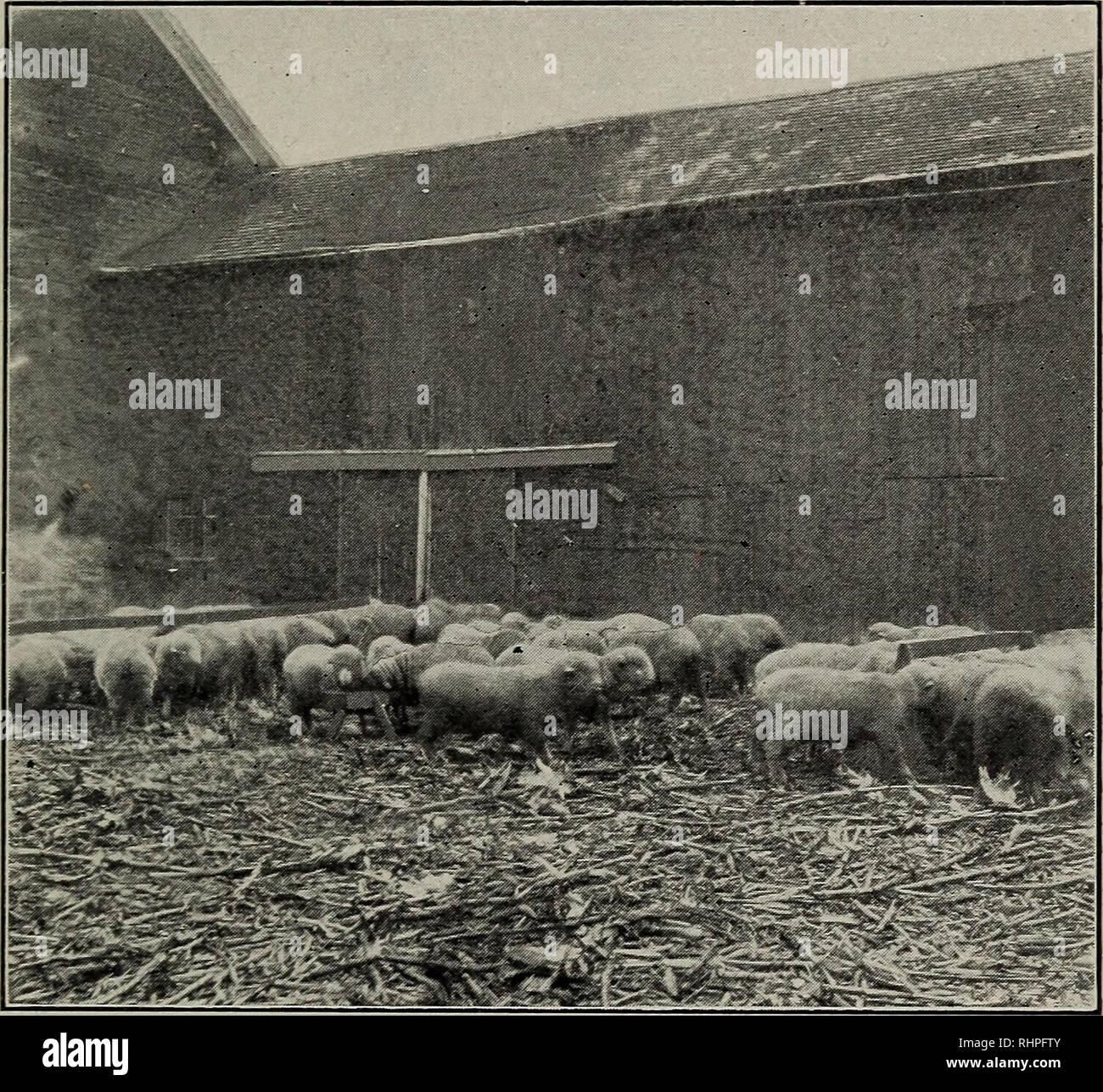 Biggle Sheep Book Sheep Feeding 69 Until They Are Two Three Or