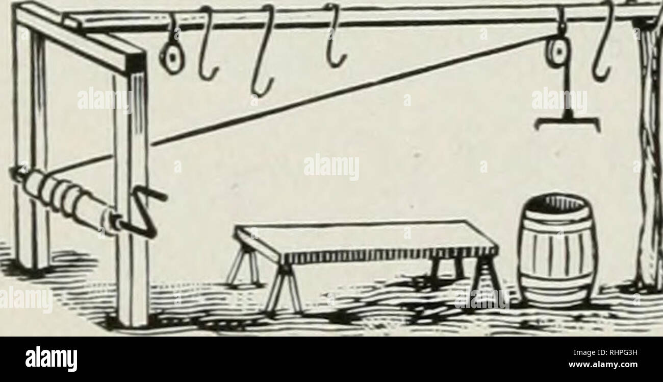 . Biggle swine book. Swine. [from old catalog]. 90 HIGGLE SWINE BOOK. must be turned on his back. One person holds the hind legs, another, astride of his body, holds his fore legs, pressing them backward. The sticker, standing in front, presses back his snout with the left hand and with the right thrusts in the knife, aiming for the trail. The knife should have a blade six or seven inches long, and a keen edge at the point. Before making the fatal thrust, cut a slit two or three inches long just in front of the shoulders, and in withdrawing make a slight cut upward to give free vent to the blo Stock Photo