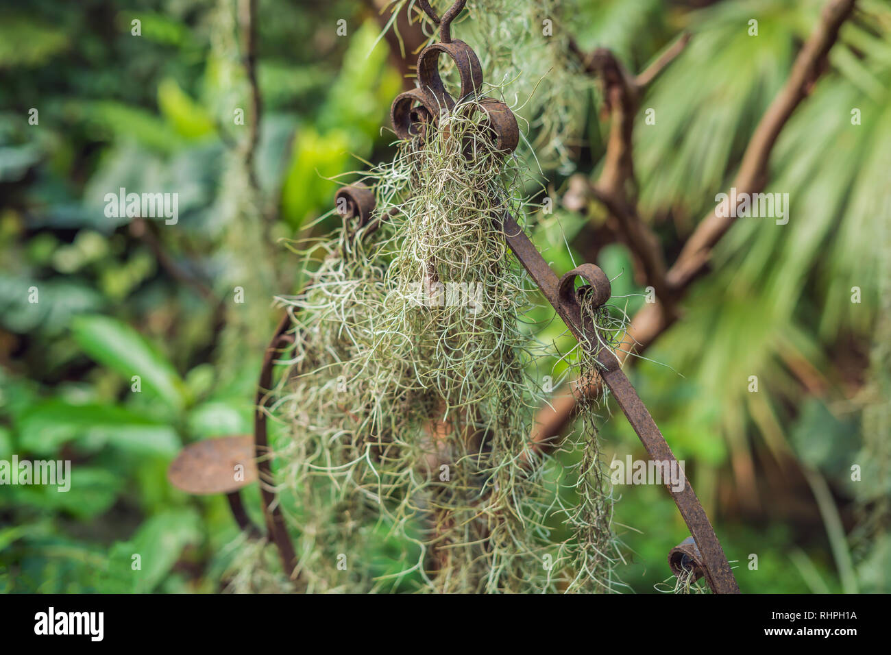 air plant, tillandsia, Spanish moss with retro style for background Stock Photo