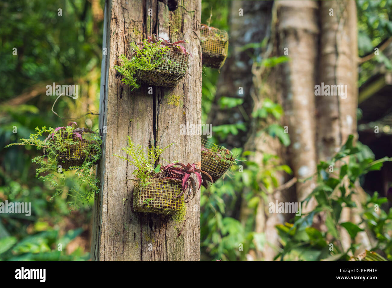 Creative nature layout made of tropical leaves and flowers. Summer concept  Stock Photo - Alamy