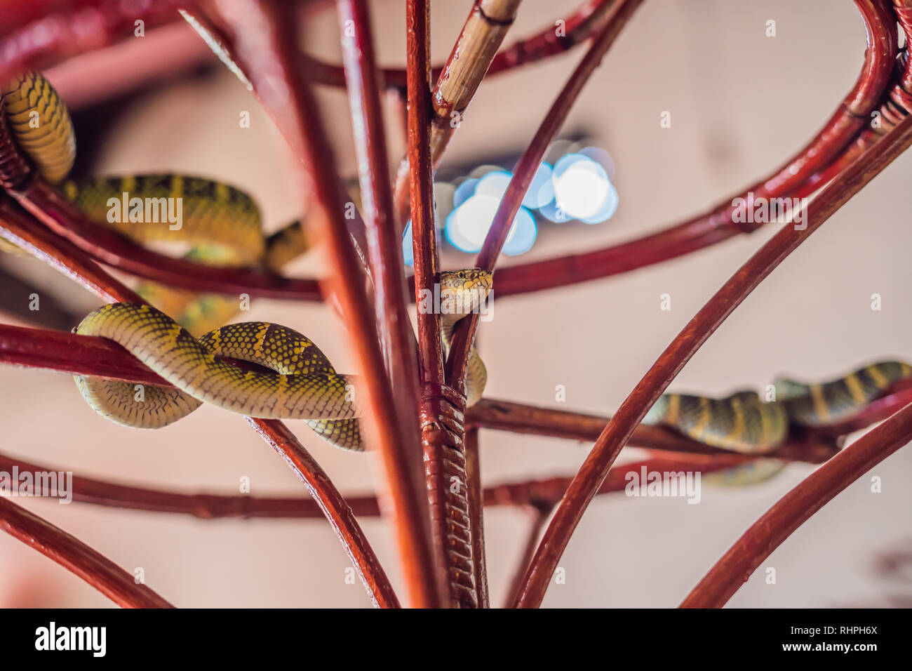 Snake on branch in Snake Temple at Penang, Malaysia Stock Photo