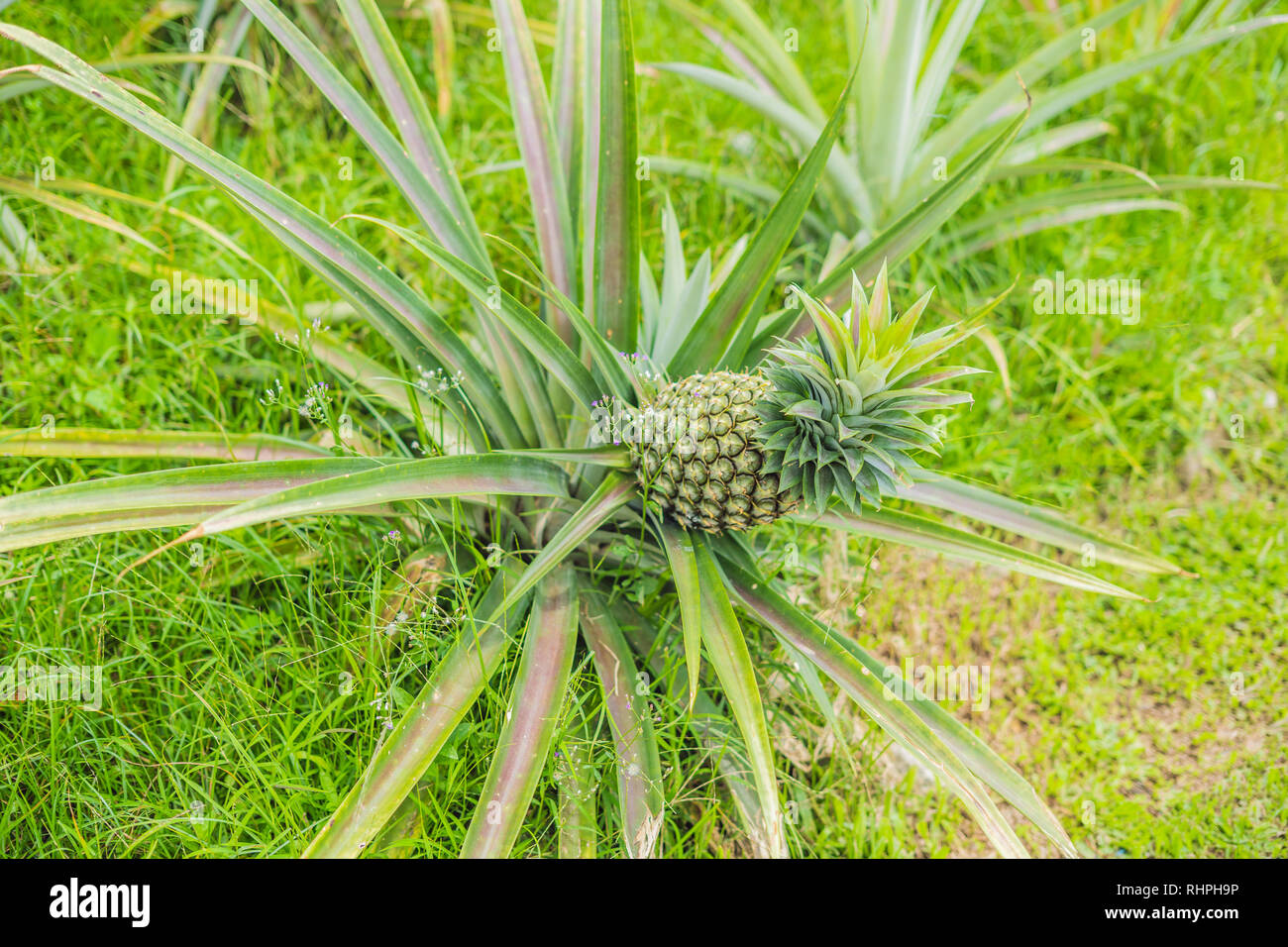 Pineapple tropical ripe fruit growing in garden Stock Photo - Alamy