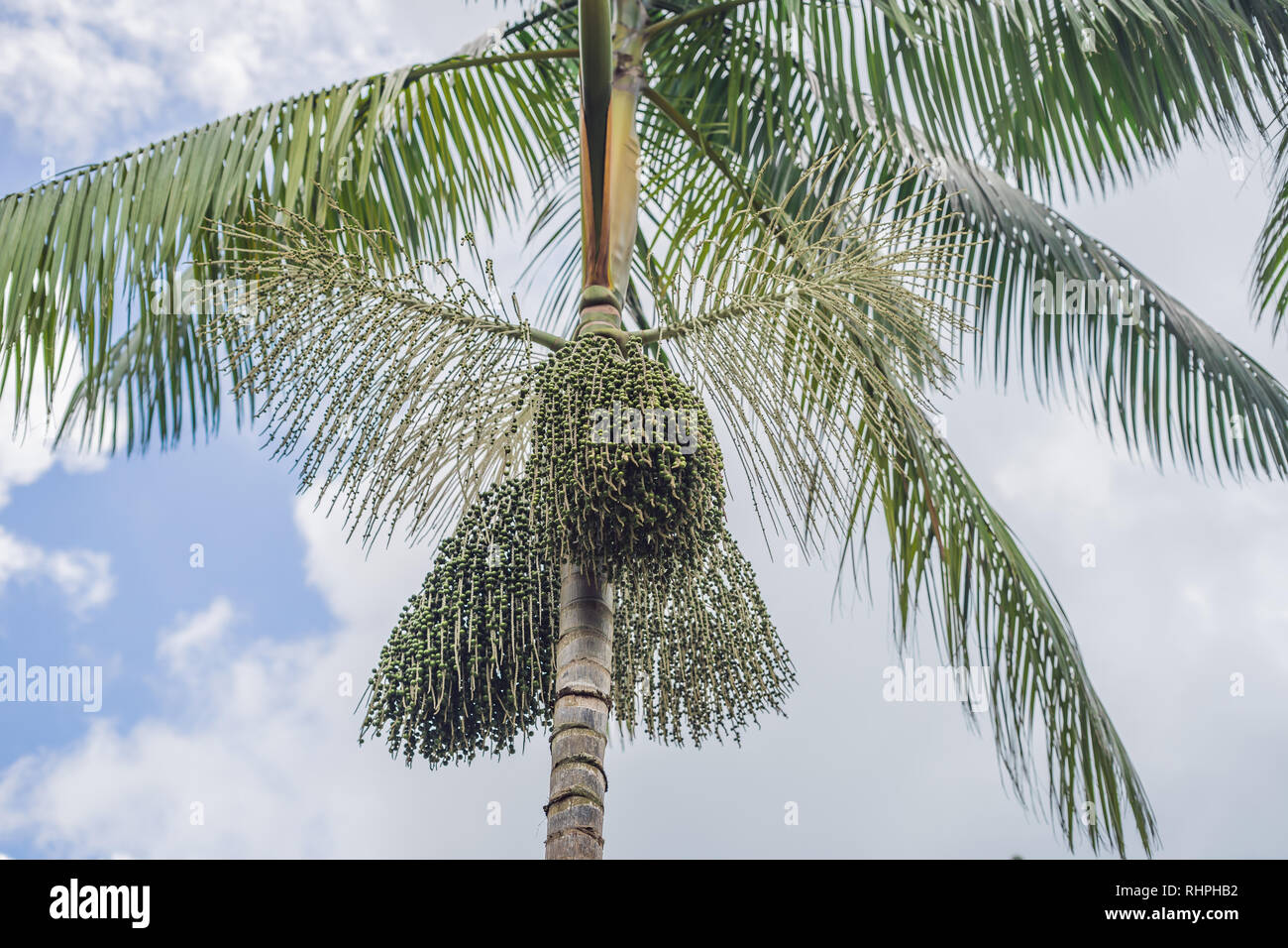 Acai berry tree hires stock photography and images Alamy