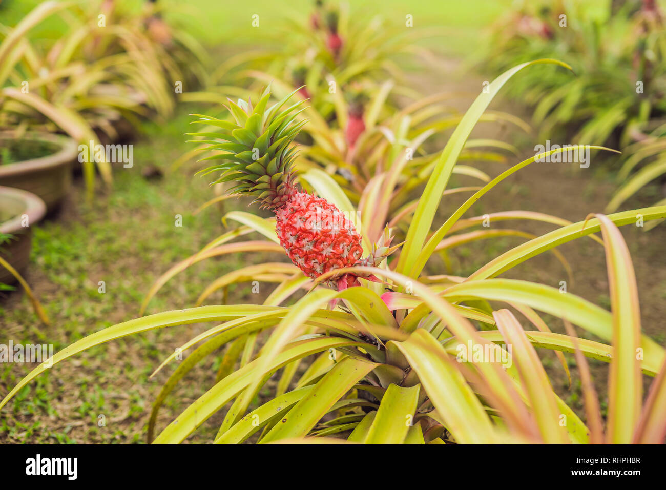 Doleplantation hires stock photography and images Alamy