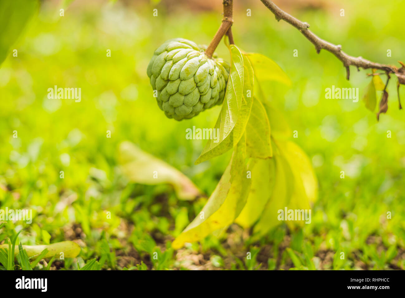 Young Sugar Apple or Custard Apple growing on tree in plant of thailand