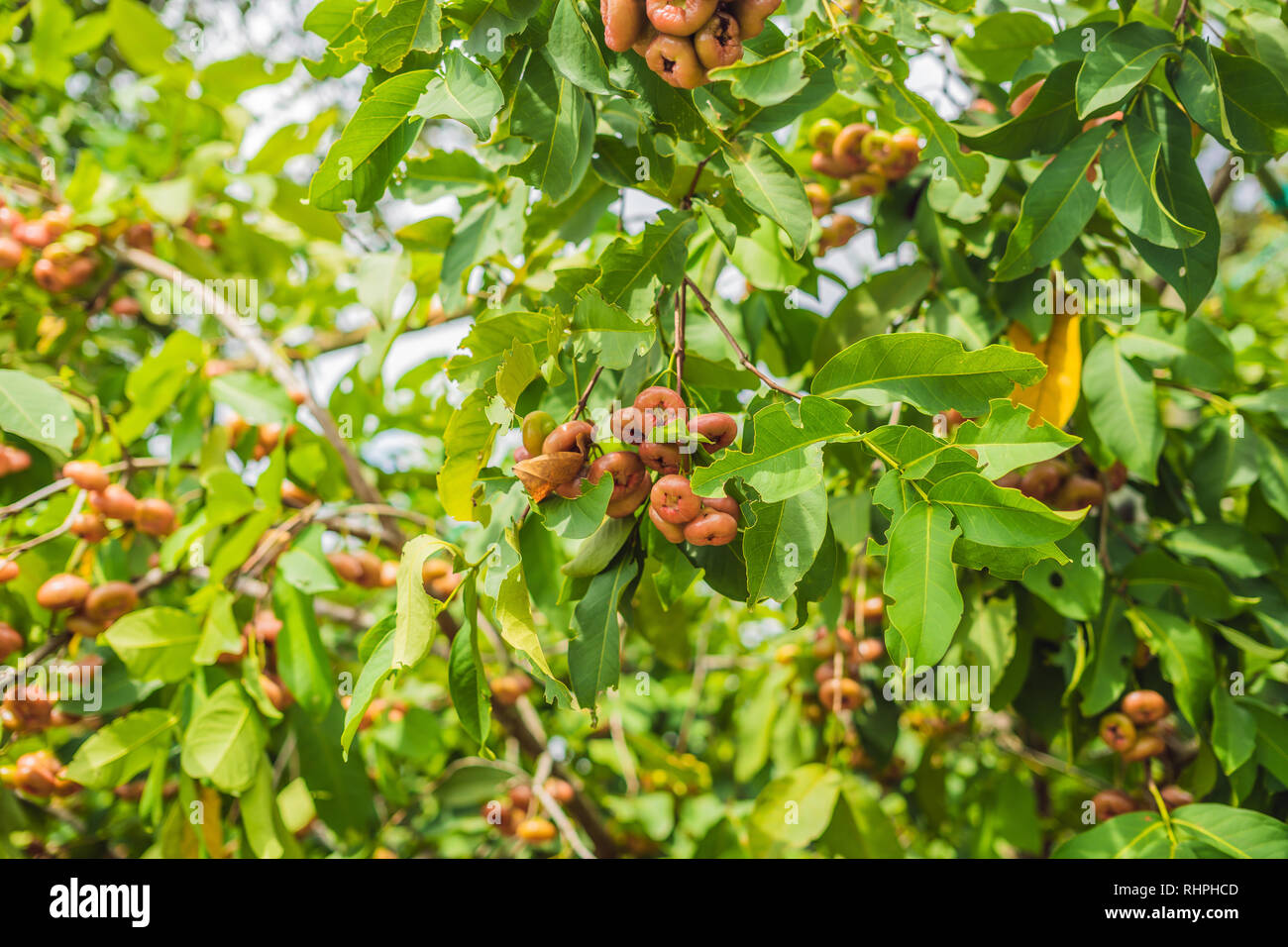 Indian rose apple hires stock photography and images Alamy