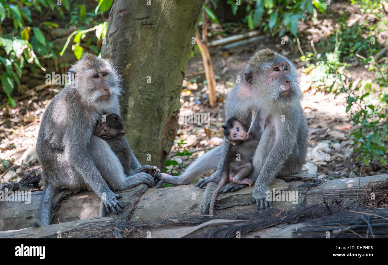 A monkey in the Ubud Monkey Forest Stock Photo