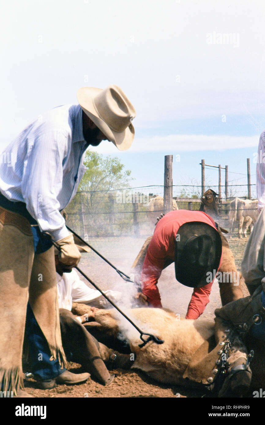 Cowboy branding a calf at spring branding time on a Texas ranch in 1998 Stock Photo