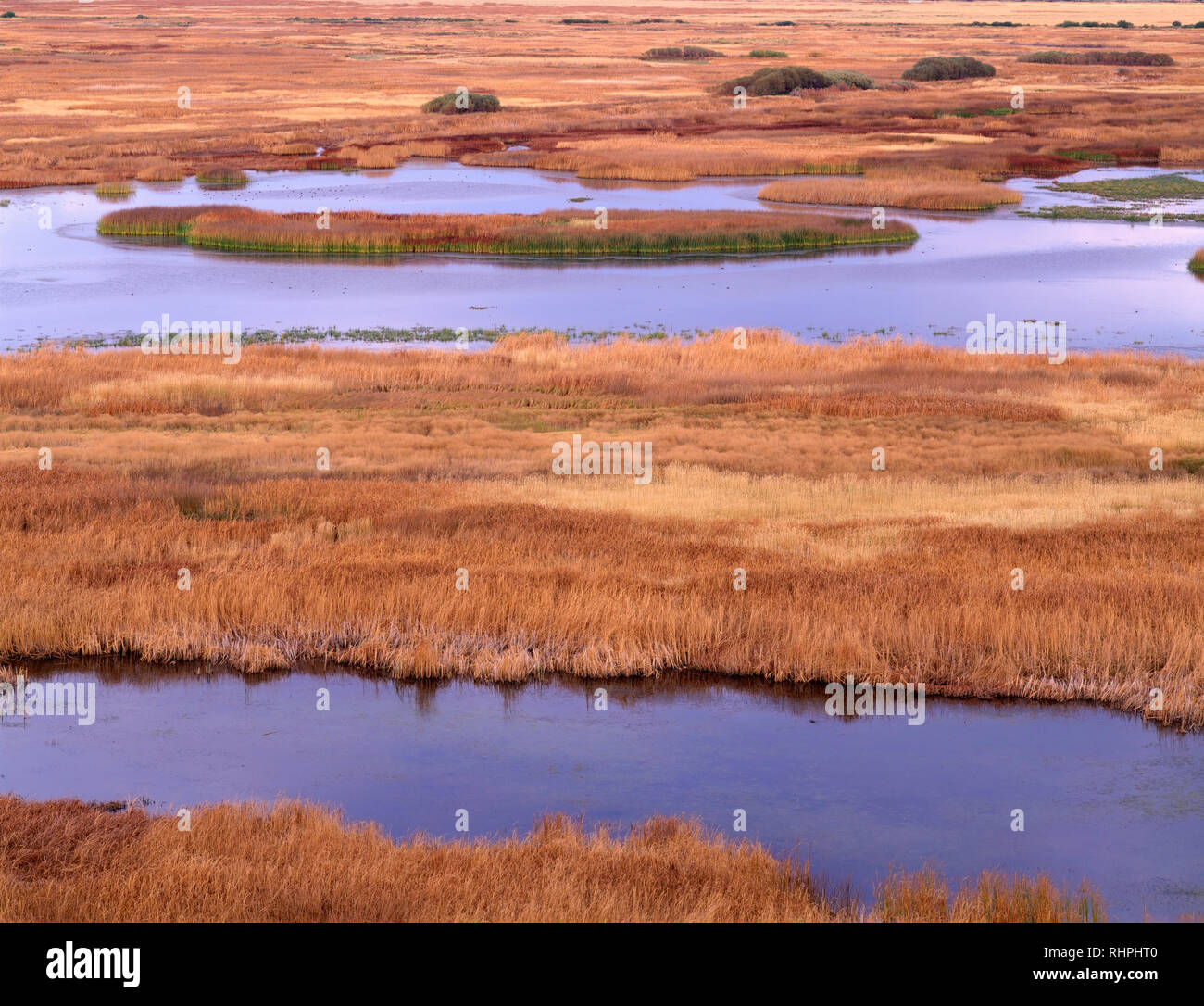 USA, Oregon, Malheur National Wildlife Refuge, Autumn color of broadleaved cattails and other