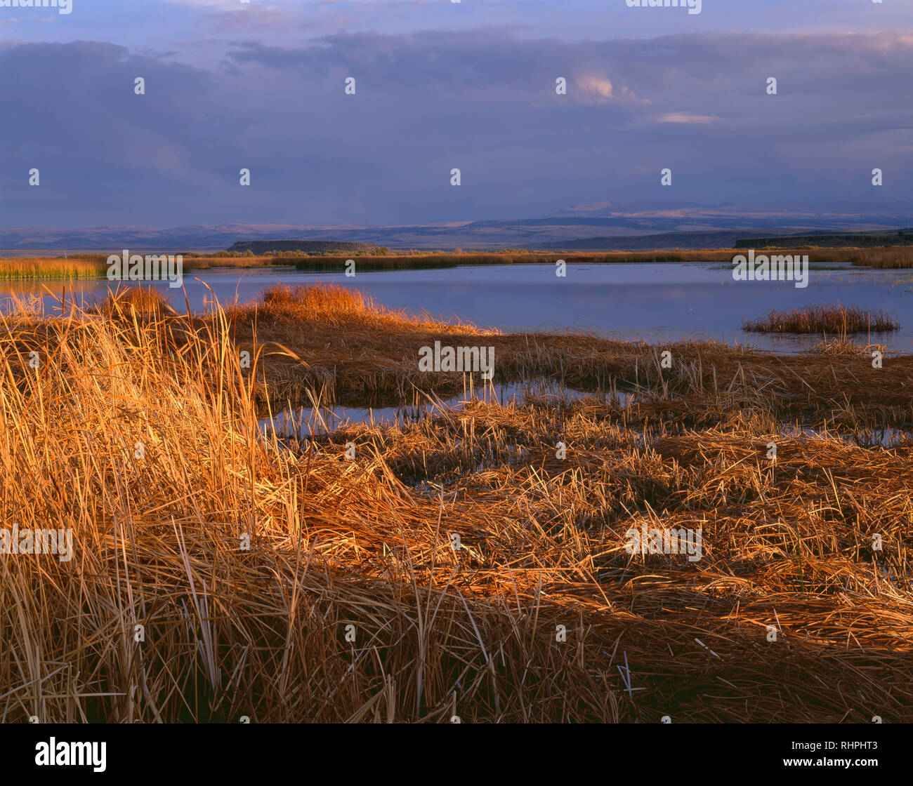 USA, Oregon, Malheur National Wildlife Refuge, Autumn colored broadleaved cattails and other