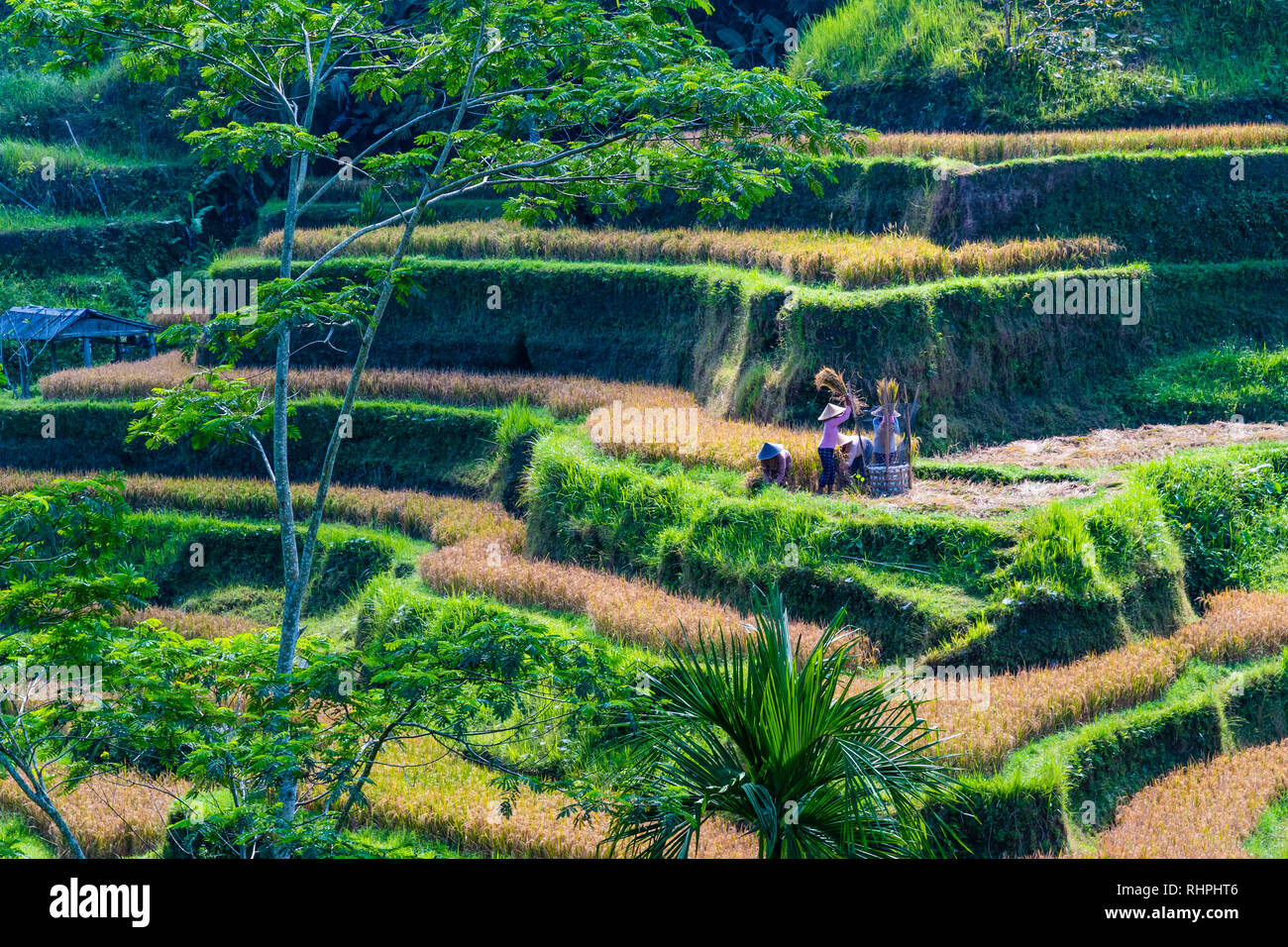 Rice farmers working in a rice paddy in Ubud Indonesia Stock Photo