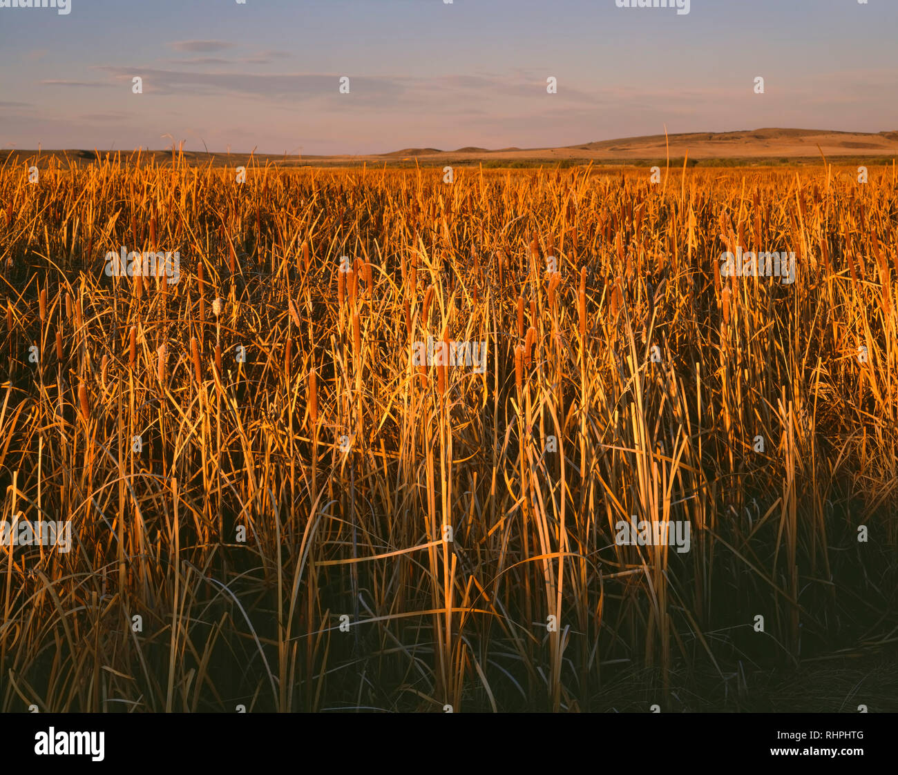 USA, Oregon, Malheur National Wildlife Refuge, Sunset warms autumn colored broadleaved cattails