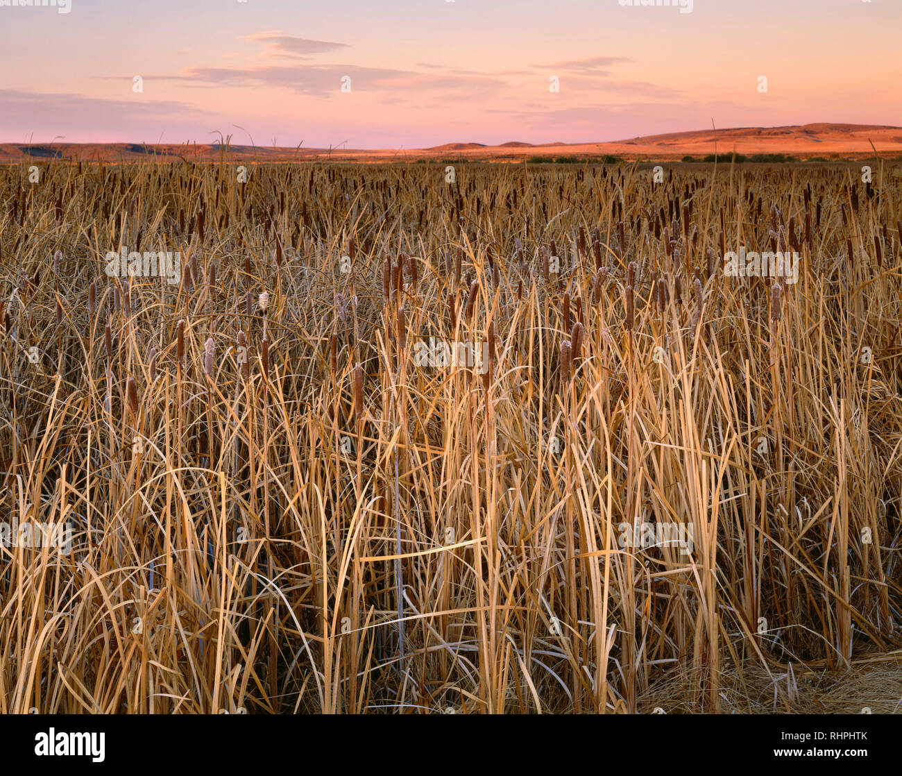 USA, Oregon, Malheur National Wildlife Refuge, Sunset warms autumn colored broadleaved cattails