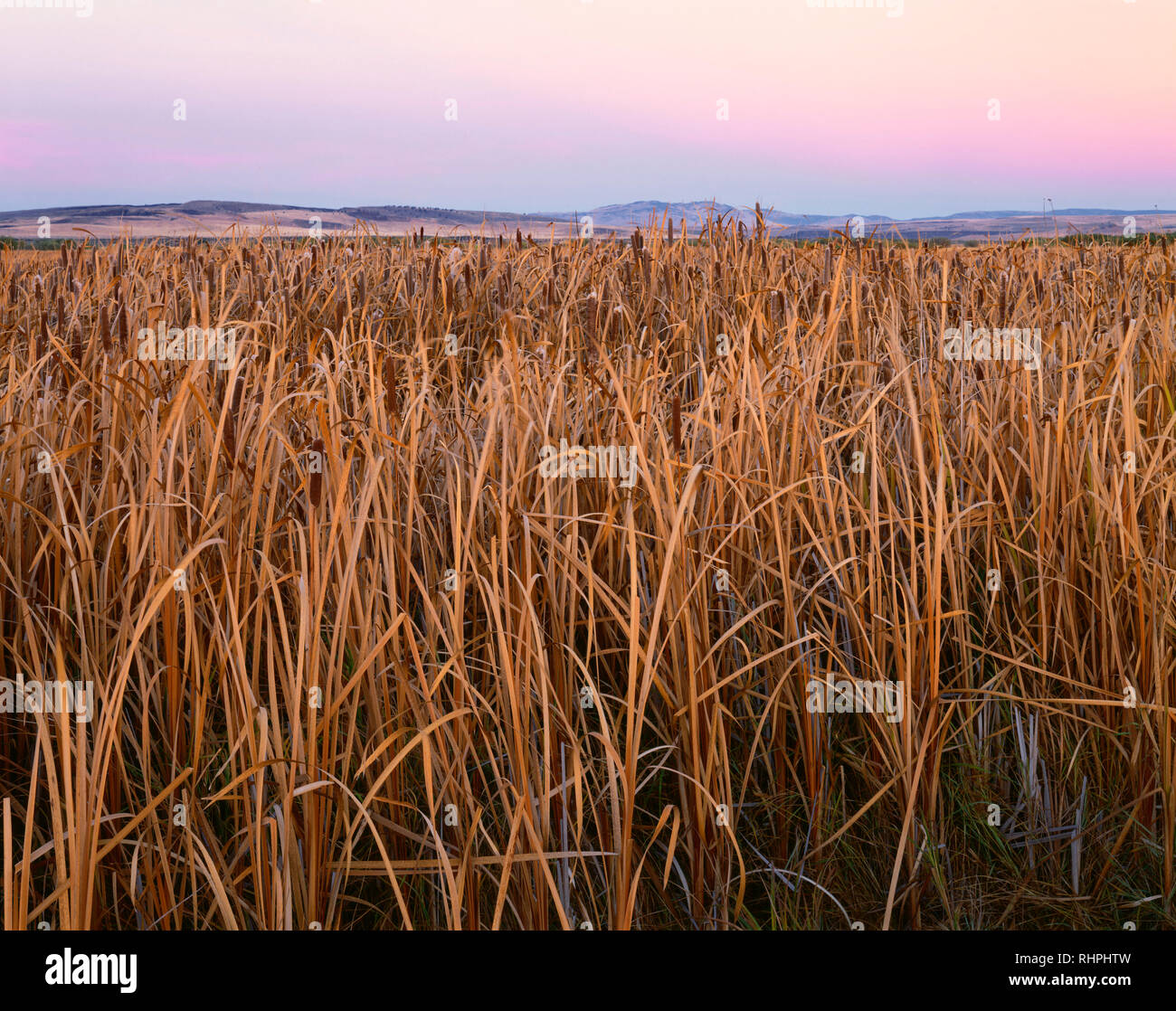 USA, Oregon, Malheur National Wildlife Refuge, Autumn colored broadleaved cattails and other