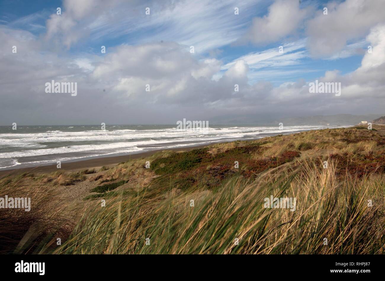 Ocean Beach has sand dunes in which beachgrass and other plants grow ...