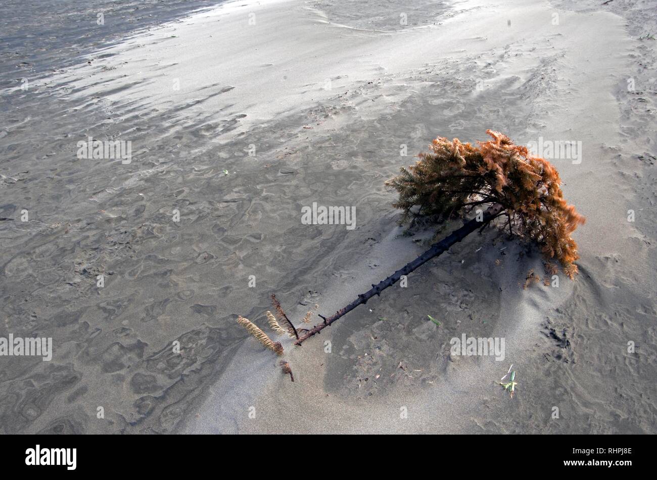 This old Christmas tree was burned on Ocean Beach in San Francisco, possibly in a bonfire Stock